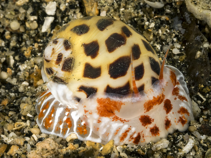Naticidae 01